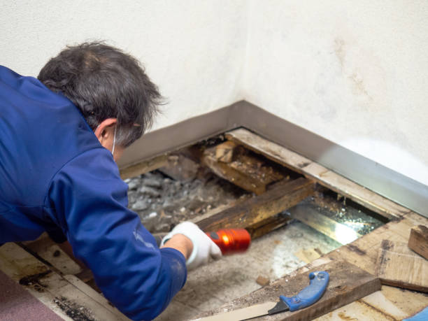 Best Office Mold Removal Services  in Cascade, IA