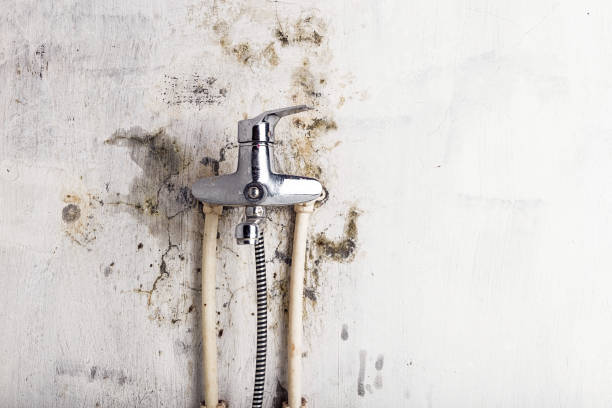 Best Mold Damage Repair  in Cascade, IA