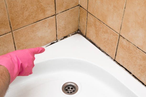 Best Attic Mold Removal  in Cascade, IA